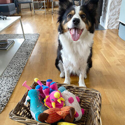 El talentoso amigo del hombre