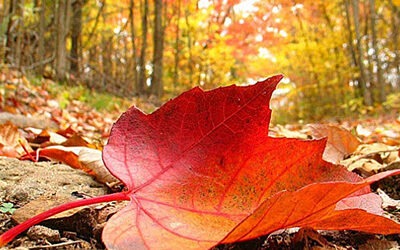 Regresa la magia de los colores