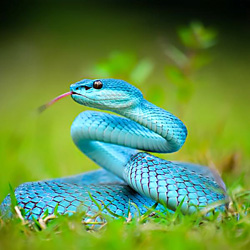 Mensaje Inspiracional. Fábula “La serpiente bondadosa”