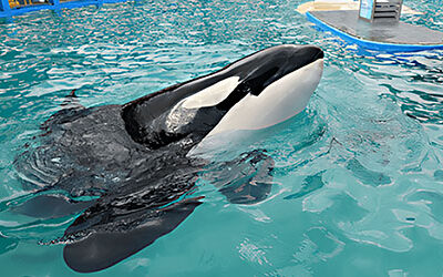 Es la “estrella” del Miami Seaquarium. ¡Increíble… durante más de medio siglo la orca “Lolita” ha sido confinada en un estanque!