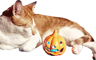 ﻿Gatos, compañeros de la Noche de Brujas