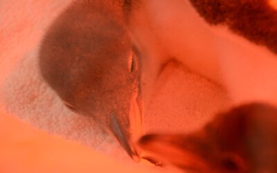Zoológico de Guadalajara cría «a mano» polluelos de pingüino Adelia