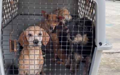 Mascotas regresan a las calles y perreras tras la pandemia, advierte Peta
