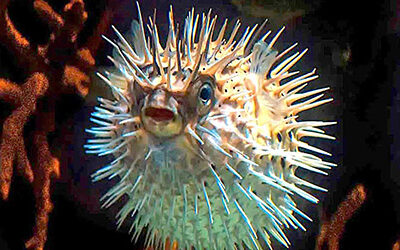 ﻿EXTRAÑAS ARMAS DE LA NATURALEZA