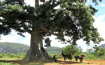 ﻿EL ÁRBOL QUE DA LANA AL POBRE. ﻿LA CEIBA: HISTÓRICA, MÁGICA Y ÚTIL