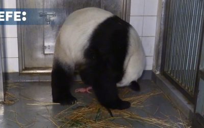 Una panda primeriza bate récord de longevidad al dar a luz a los 19 años