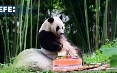 Hong Kong desplegó este jueves la alfombra roja para recibir a una pareja de pandas gigantes