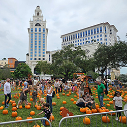 ﻿Las calabazas invadieron Coral Gables