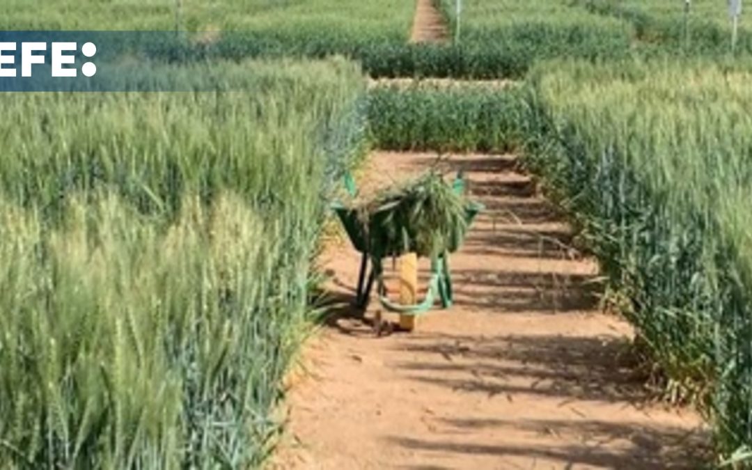 Un oasis de innovación: la agricultura ecológica transforma el desierto emiratí de Sharjah