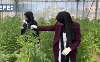 Tres agricultoras gazatíes conocidas como ‘Green Girls’ luchan por dar vida a su tierra