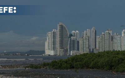 IA y manglares, clave para hacer frente a la crisis climática en Latinoamérica