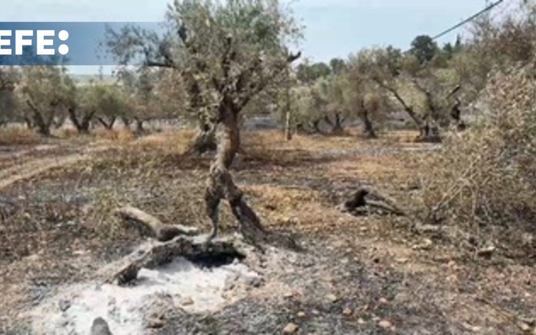 Siguen las labores de extinción del fuego en Jerusalén, que ha pasado de 11 a 5 sectores