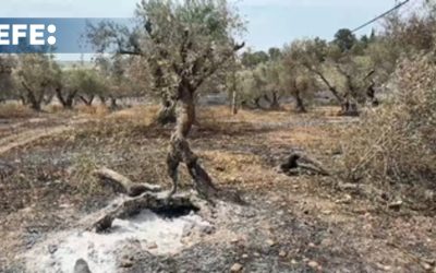 Siguen las labores de extinción del fuego en Jerusalén, que ha pasado de 11 a 5 sectores