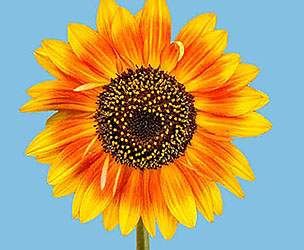 ﻿Mensaje Inspiracional. ﻿La leyenda del girasol