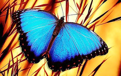 ﻿Mensaje Inspiracional. ﻿La mariposa azul
