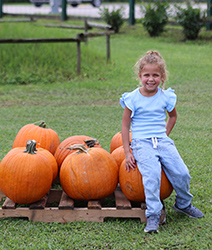 ﻿Alegría infantil en la gran recogida de las calabazas