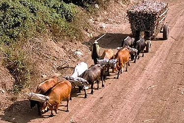 La Importancia de los Animales de Tracción en la Economía Cubana