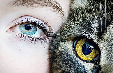 Humanos y mascotas, en sintonía cerebral