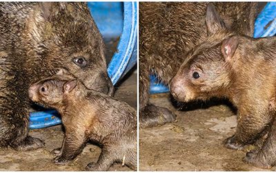 El zoológico de Miami recibe a su primer wómbat de hocico peludo sureño