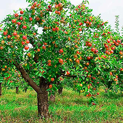 Mensaje Inspiracional. El árbol de manzanas: Una historia de amor y sacrificio